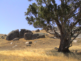 Blue Tongue Boulders (Click To Enlarge)