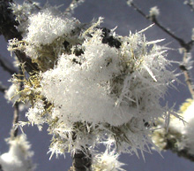 Frost and snow clings to the snow gums.