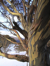 Snow gums guarding Cope Hut in the late evening of Day 4