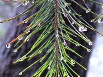 Pines Wet From Rain