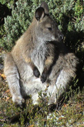 Wallaby