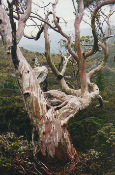 Snowgum, Cradle Mt, Tasmania.