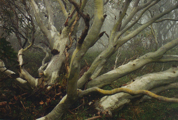 Twisted Snowgum, Mt Feathertop, Victoria, Australia.