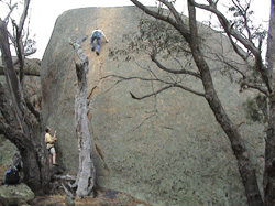 Dead Tree, 15m grade 13.