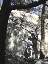 Tree Start (Click To Enlarge)