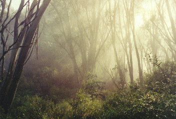 Mt Bogong, Victoria, Australia.