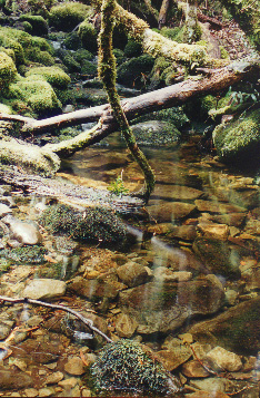 Stream, Cradle Mt National Park, Tasmania.